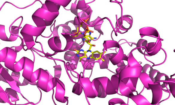 Cryptochrome protein with a flavin radical initiator