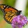 Monarch butterflies use magnetic compass to migrate